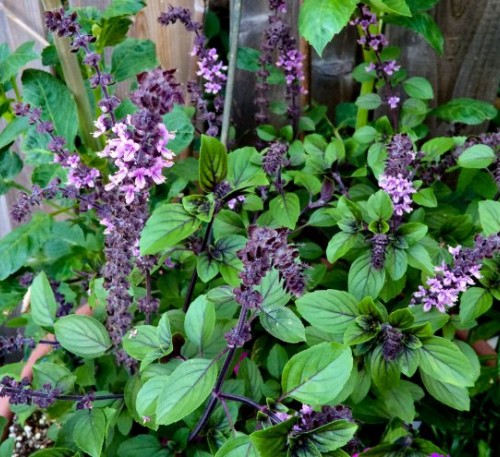 Basil Radiance 